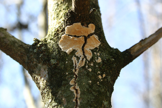 Chiedo aiuto (Byssomerulius corium)